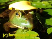 /home//u458753944/public_html/sourcegallery//Frogs/More bullfrogs/P7261261.JPG